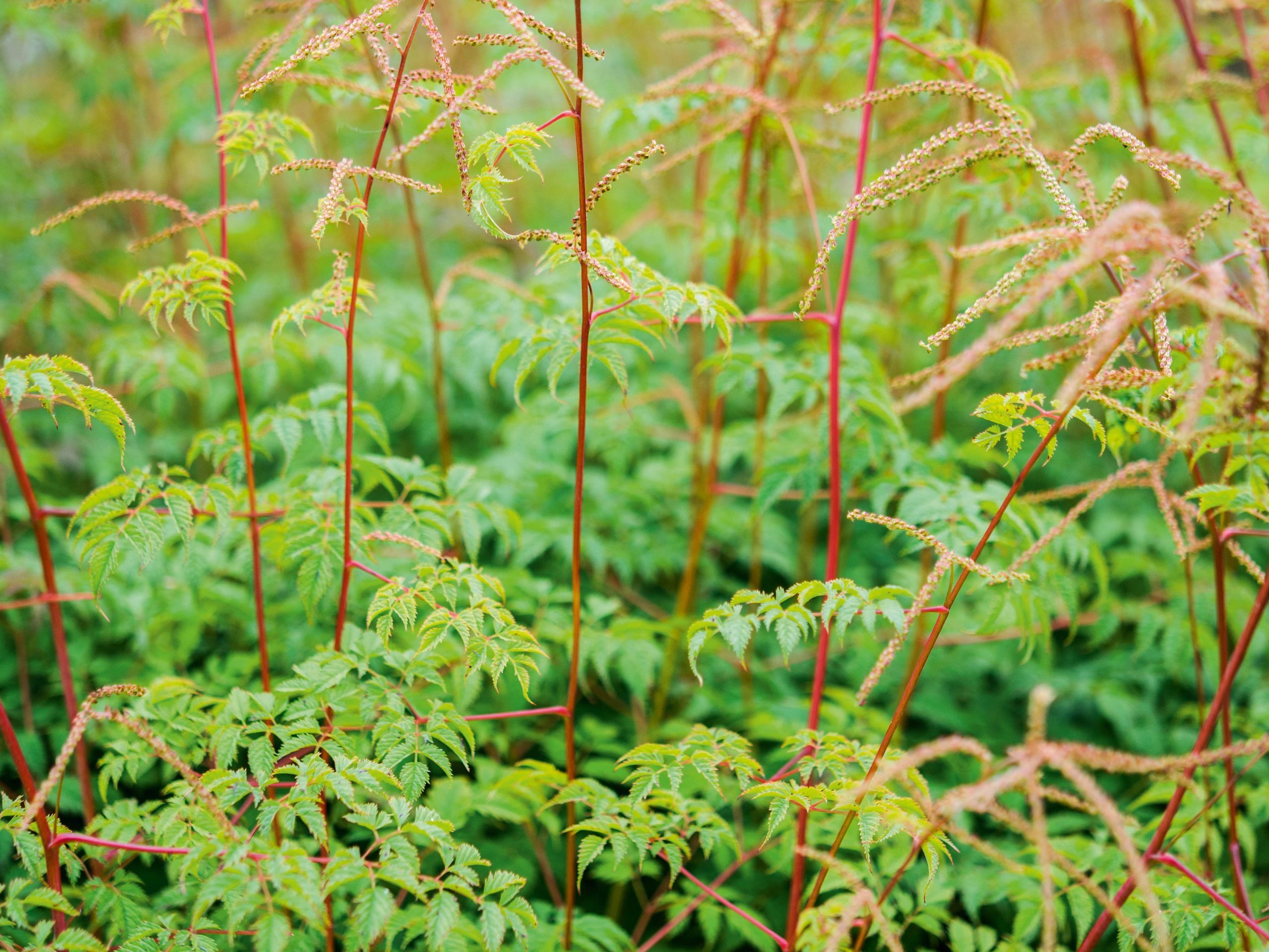 Aruncus 'Horatio'