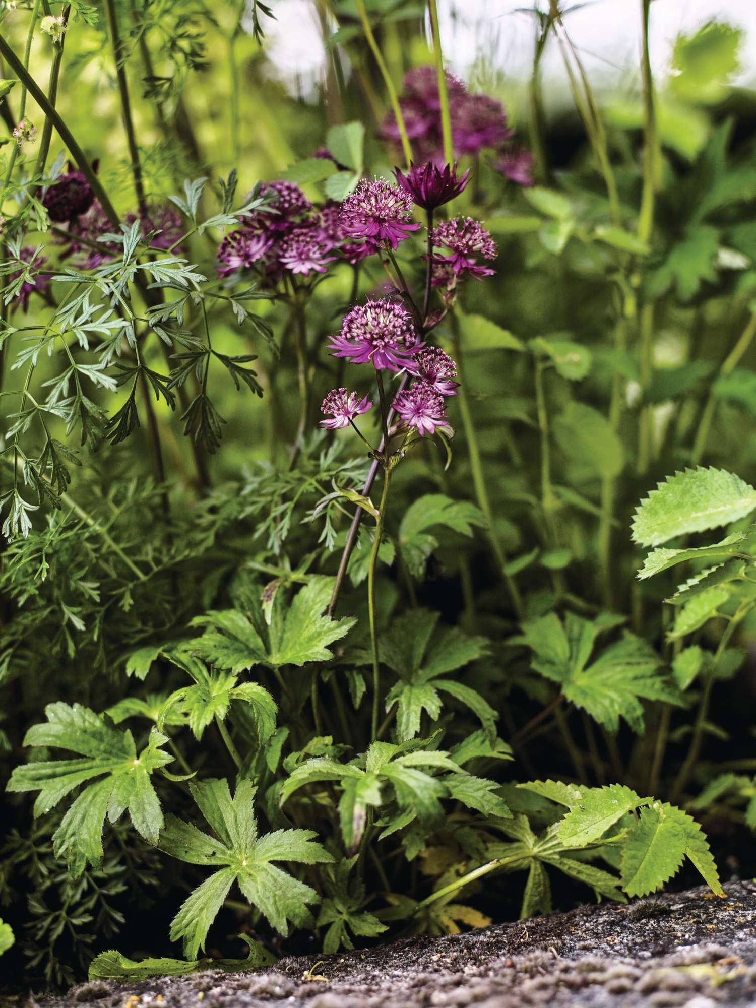 A pink astrantia in a pot