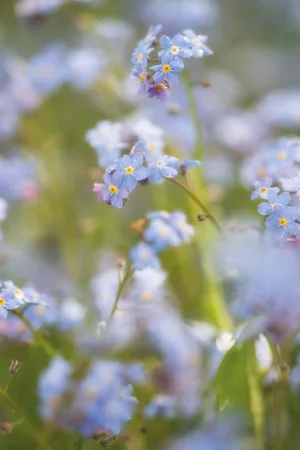 Myosotis sylvatica forget-me-not Myosotis sylvatica forget-me-not