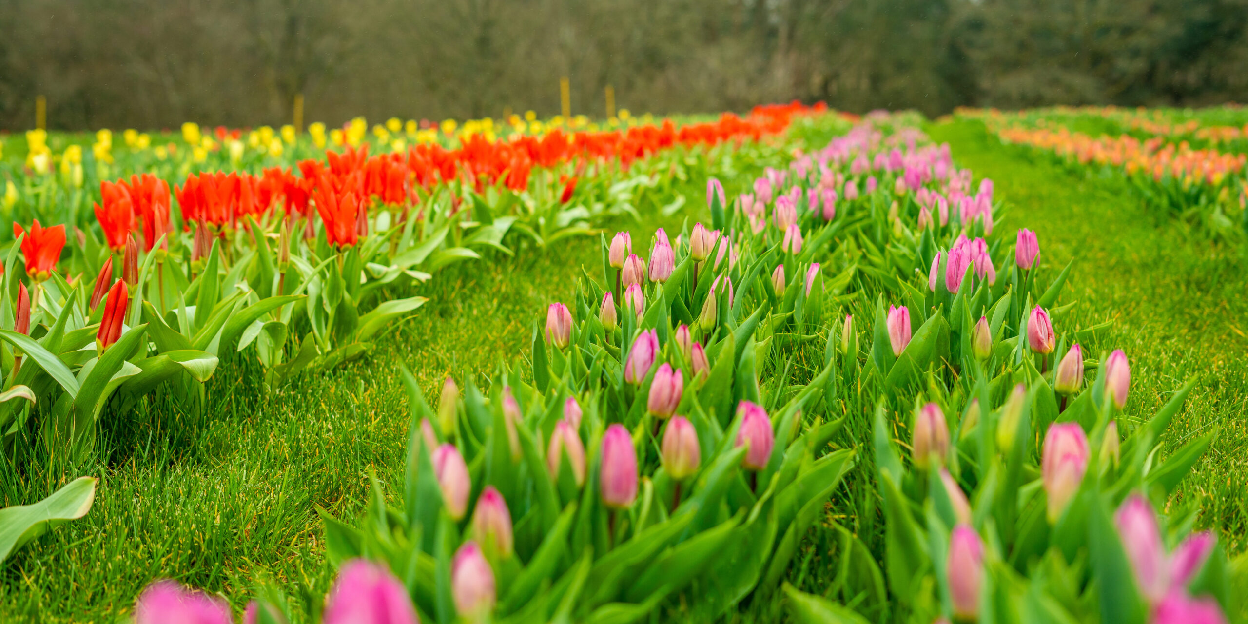 Tulip fields at Tulleys