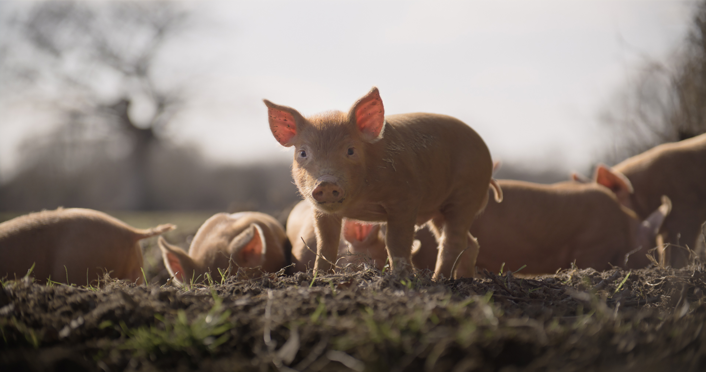 Wilding film still of piglets