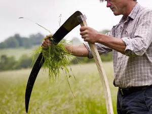 Simon Damant scything in a field at the Wimpole Estate Simon Damant scything in a field at the Wimpole Estate