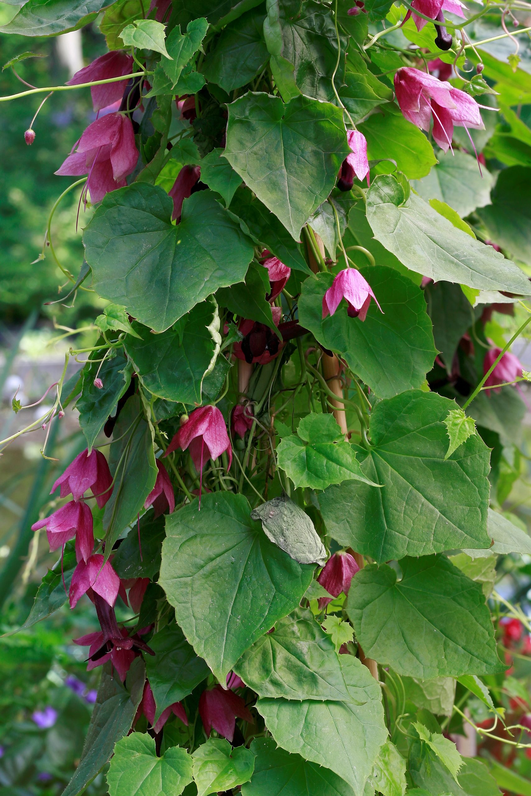 Rhodochiton atrosanguineus