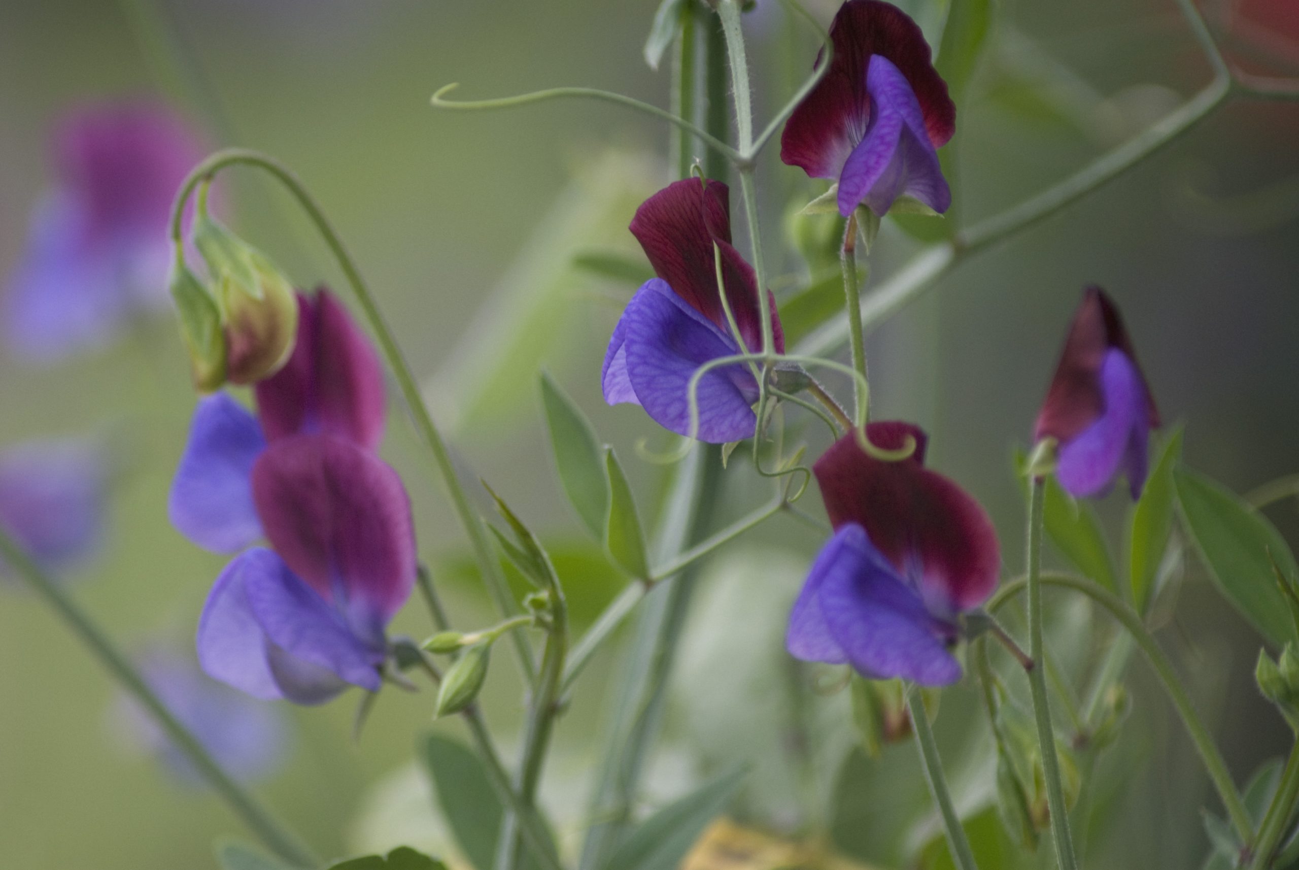 Sweet pea, Lathyrus odoratus 'Matucana'.