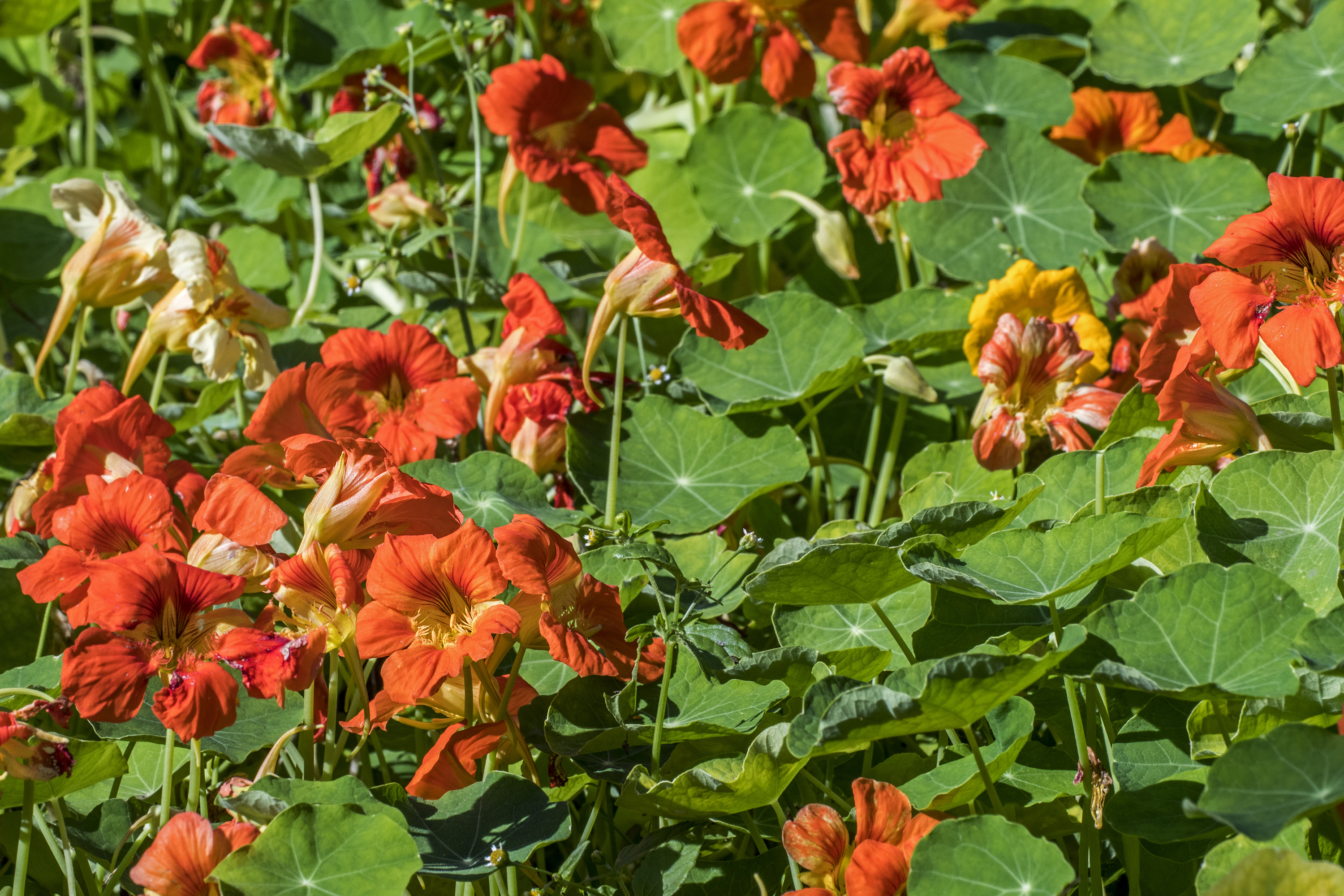Nasturtiums Nasturtiums