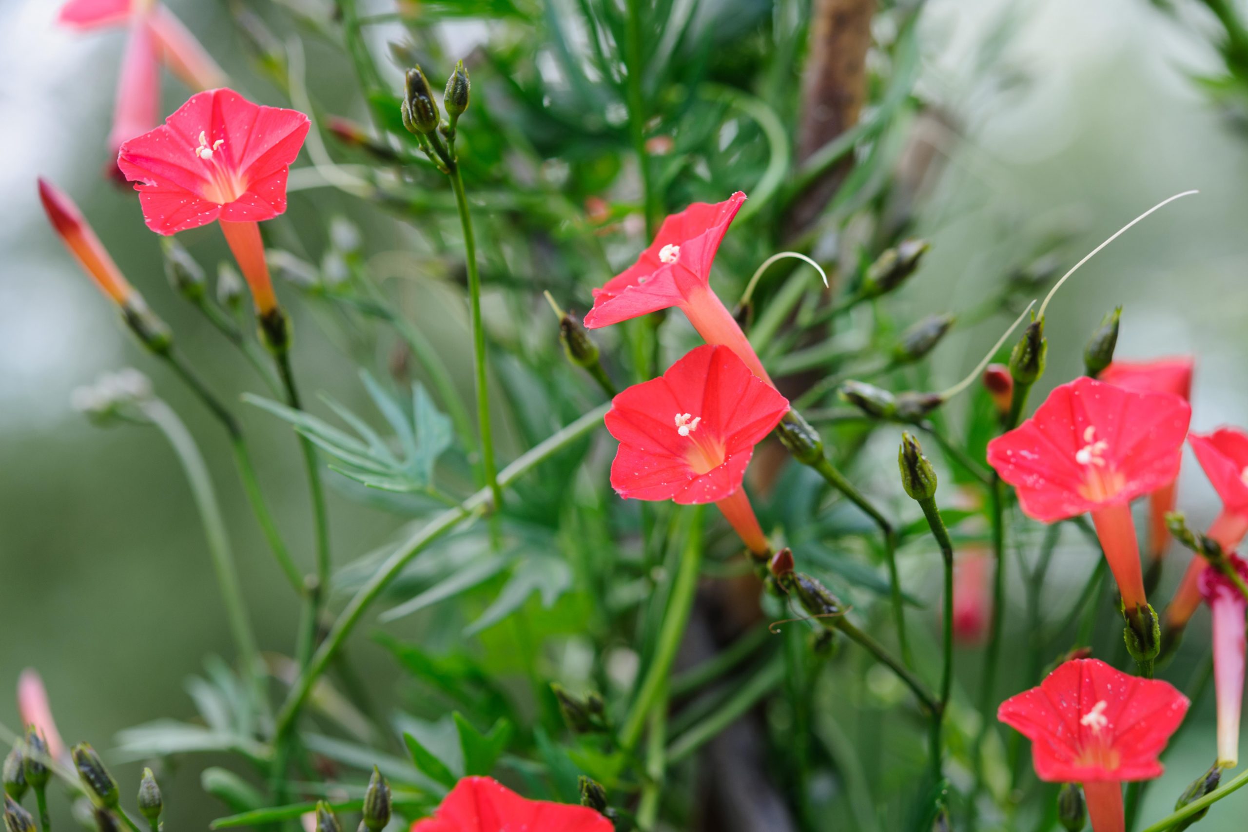 Ipomoea quamoclit Ipomoea quamoclit