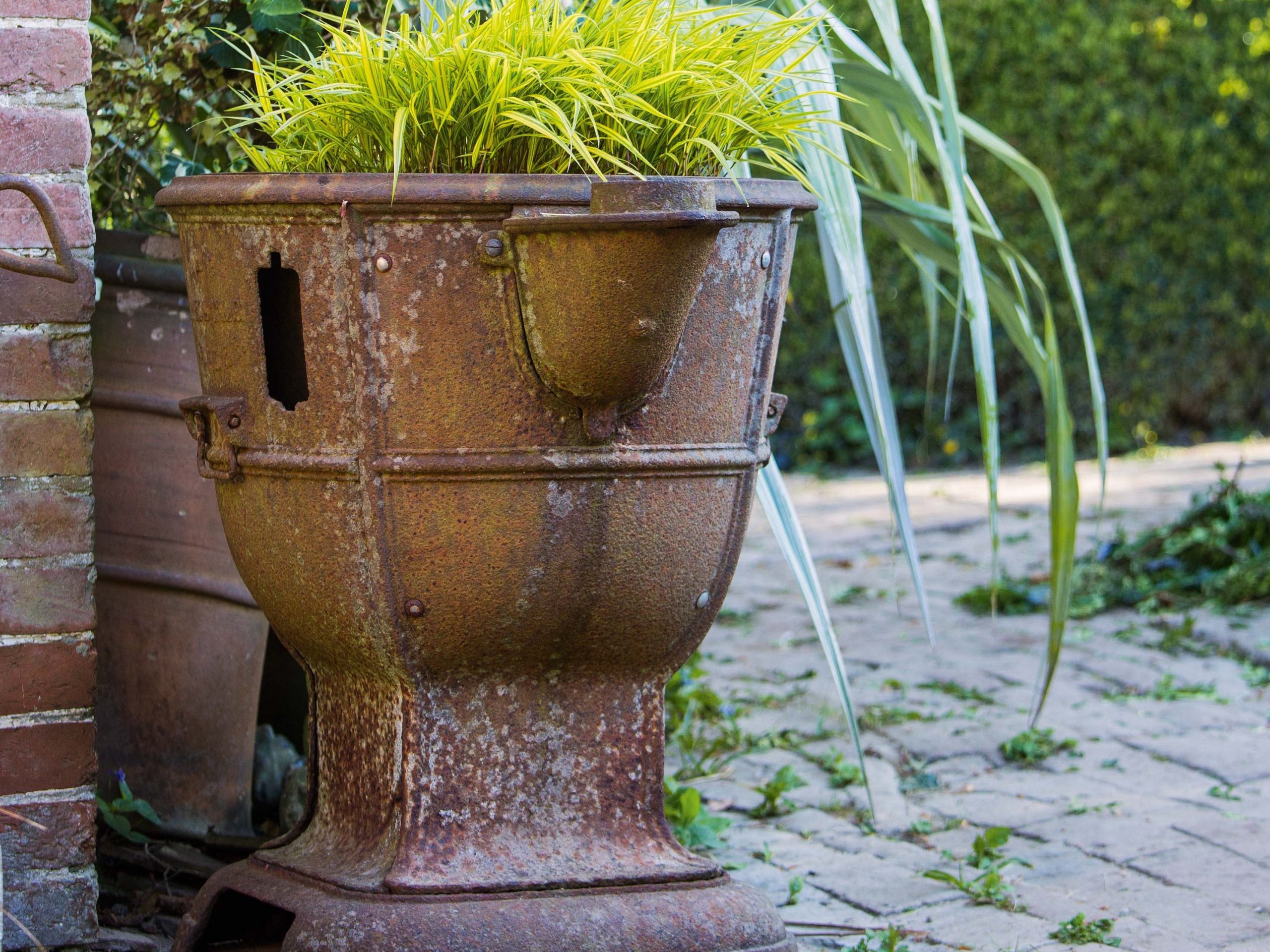 Container filled with Hakonechloa macra ‘Aureola grass in Charlotte Molesworth's garden
