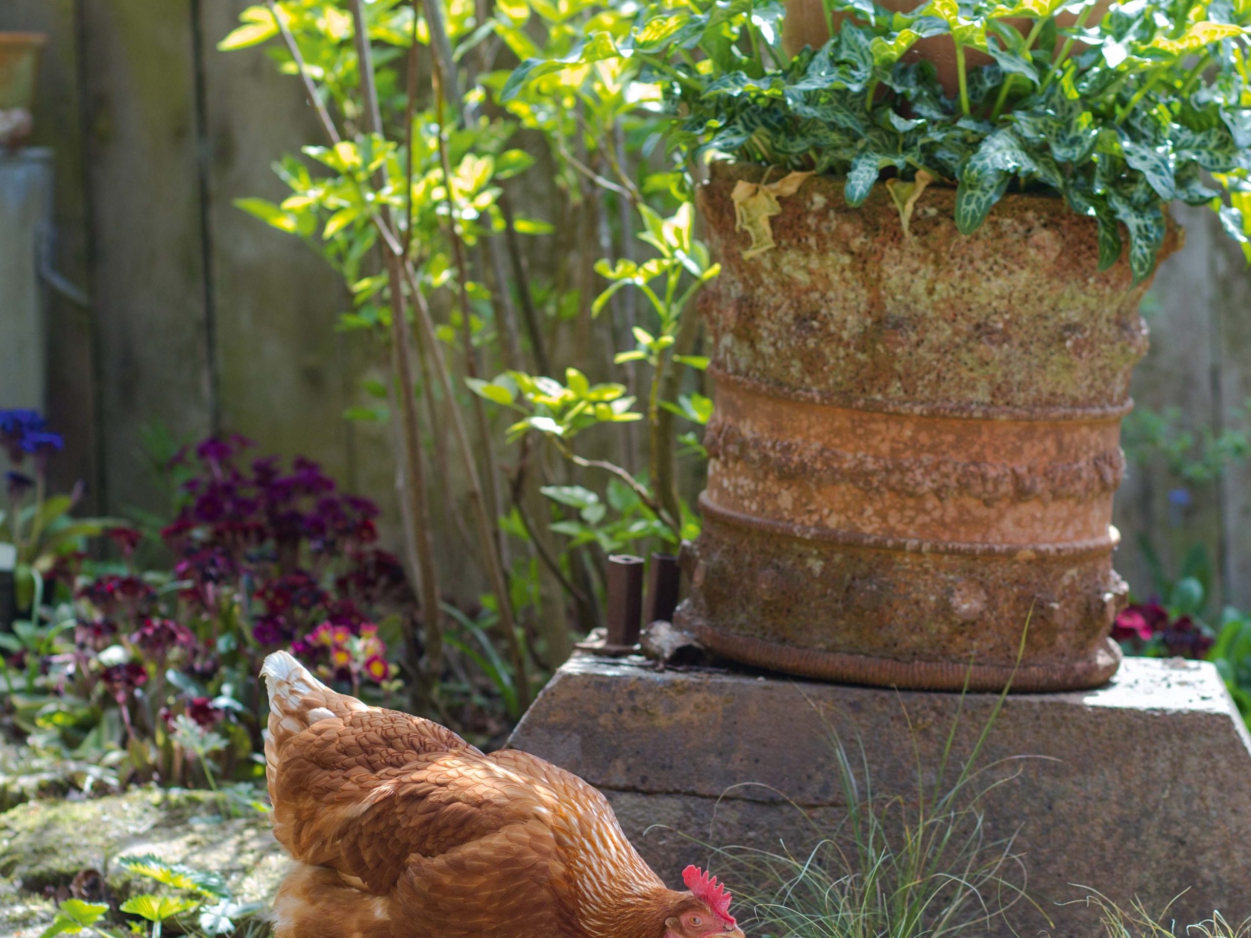 Terracotta pot and feeding chicken in Charlotte Molesworth's garden