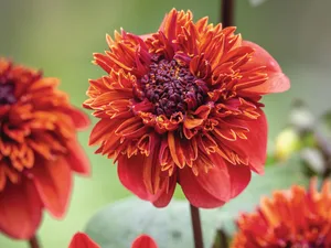 Dahlia 'Adam's Choice' Dahlia 'Adam's Choice'