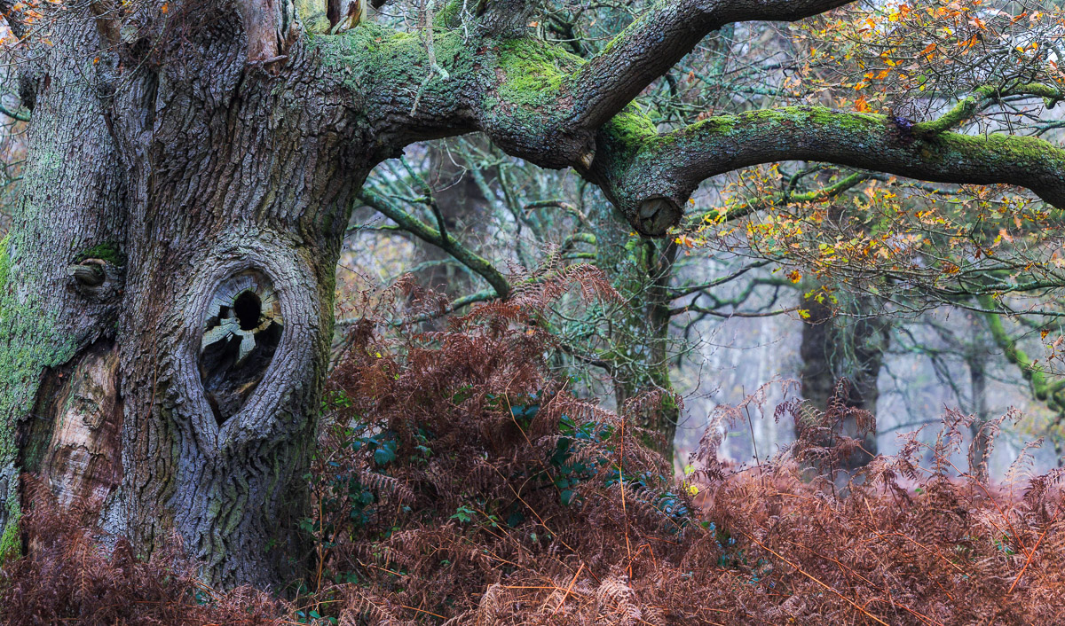 Finalist in the IGPOTY Blenheim Palace Award