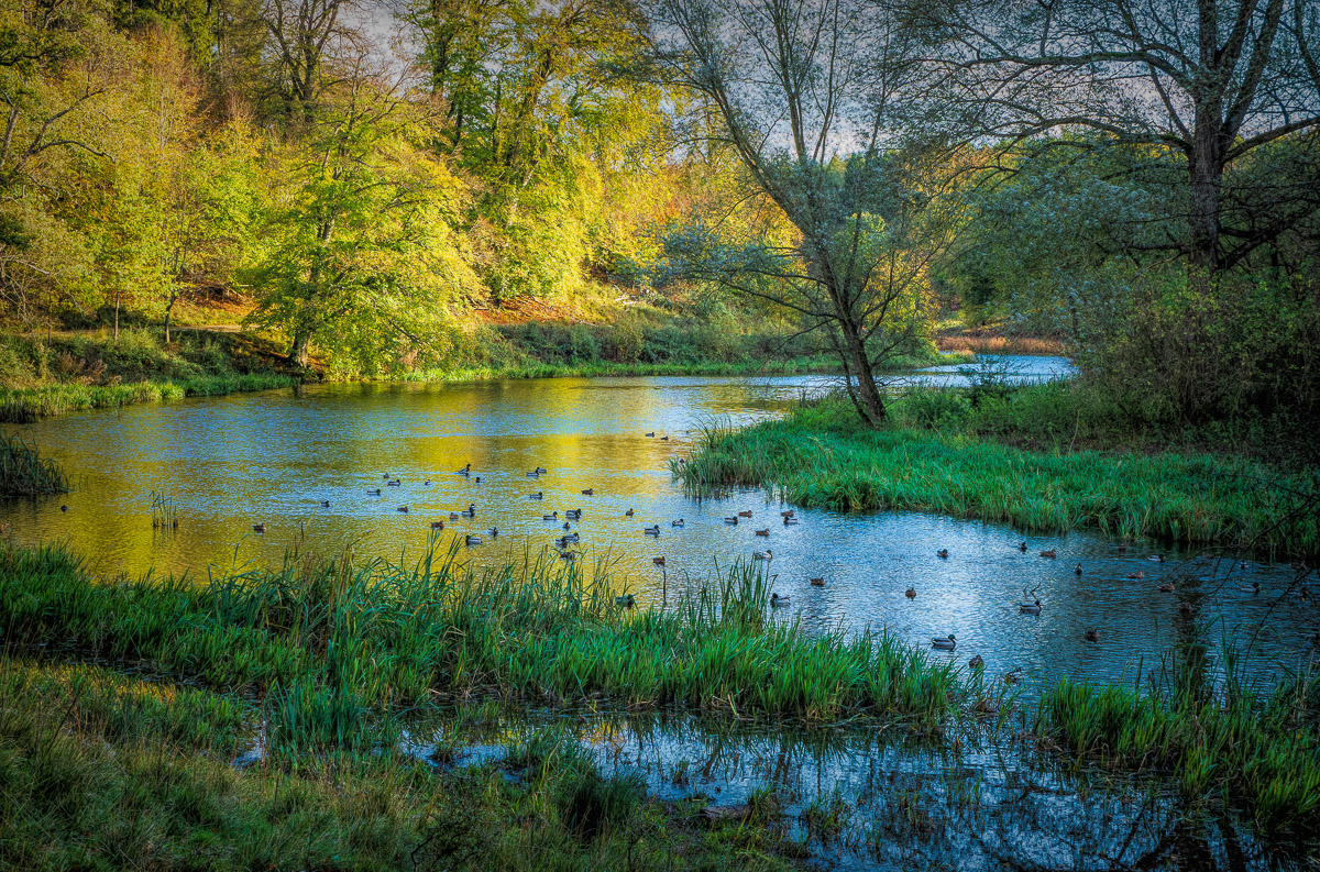 1st Place, Barry Roberts in IGPOTY Blenheim Palace Competition