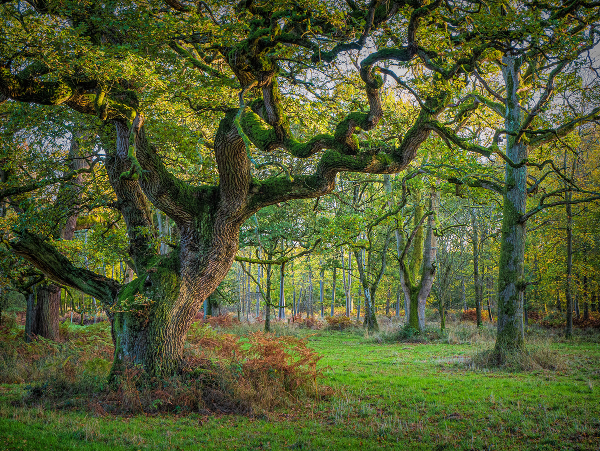 3rd Place in IGPOTY Blenheim Palace competition y Roberts (#458136)