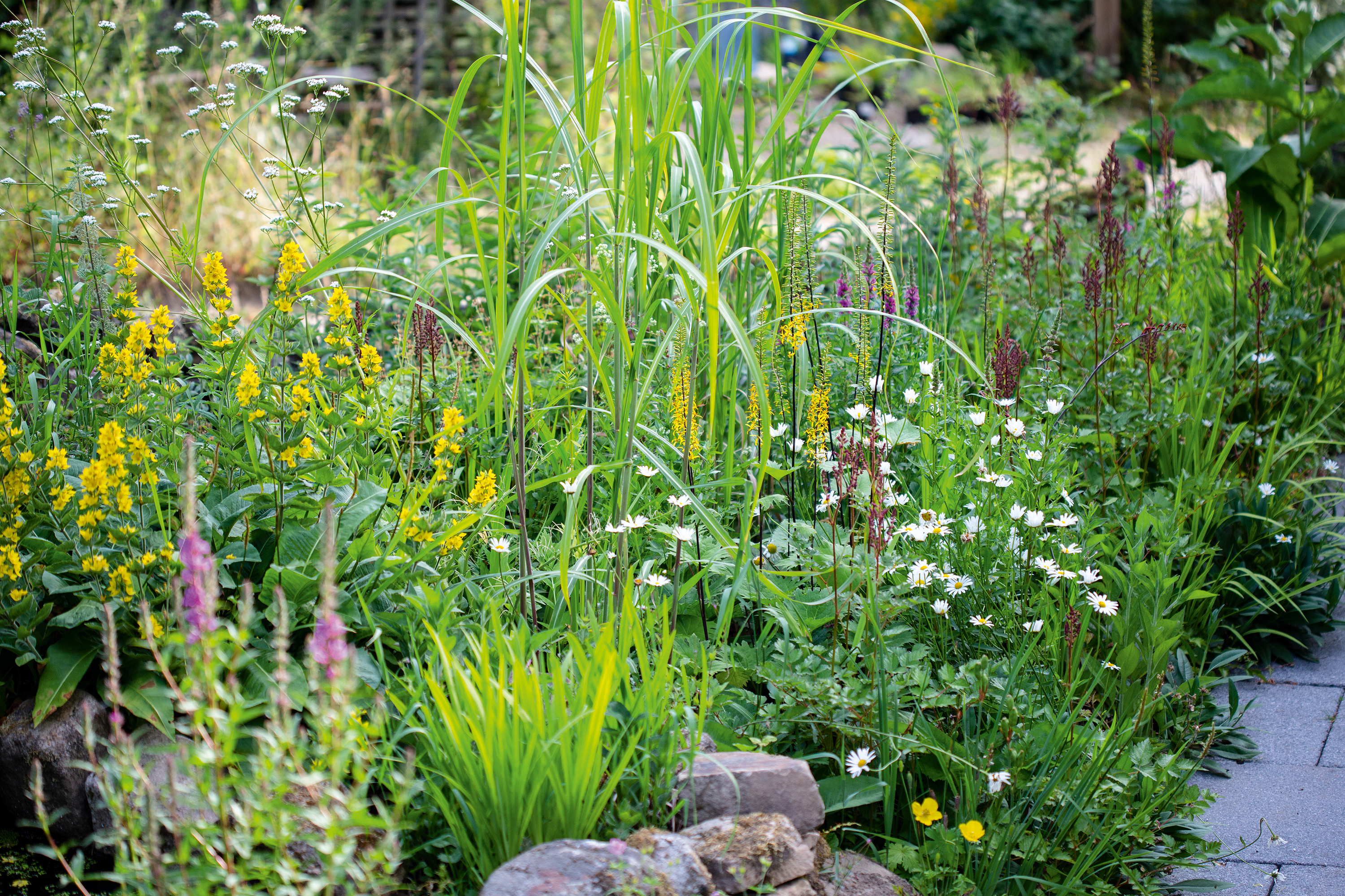 Nigel Dunnett’s own garden