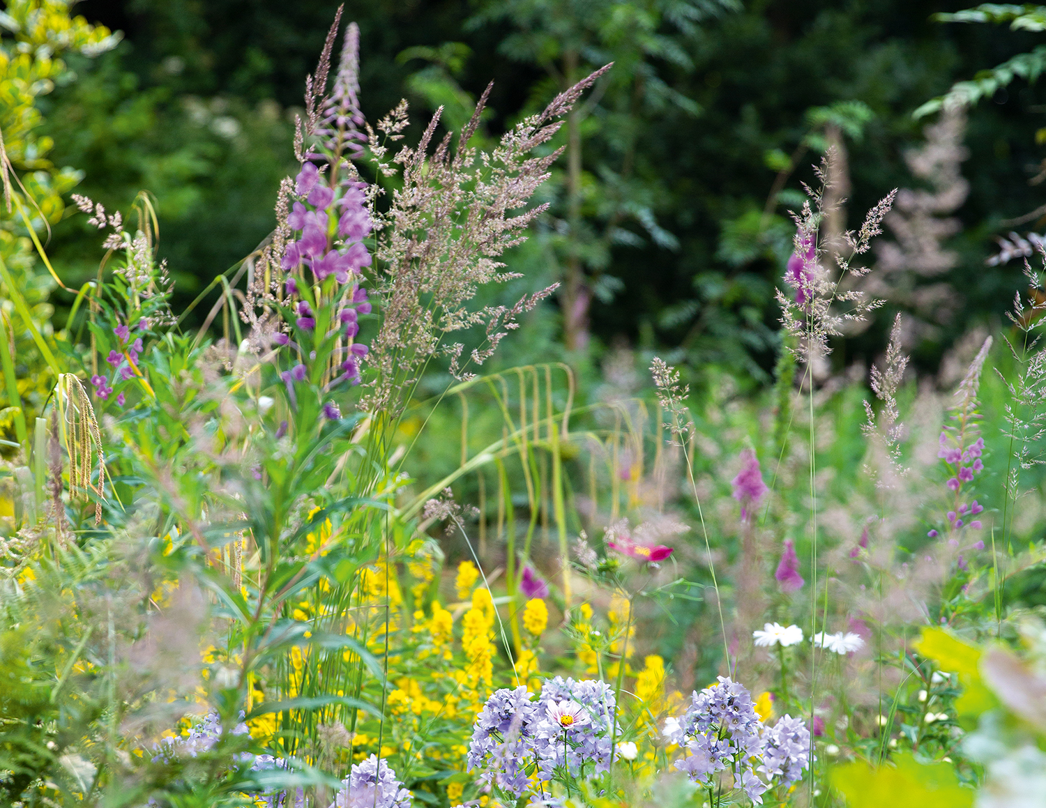 Nigel Dunnett’s own garden