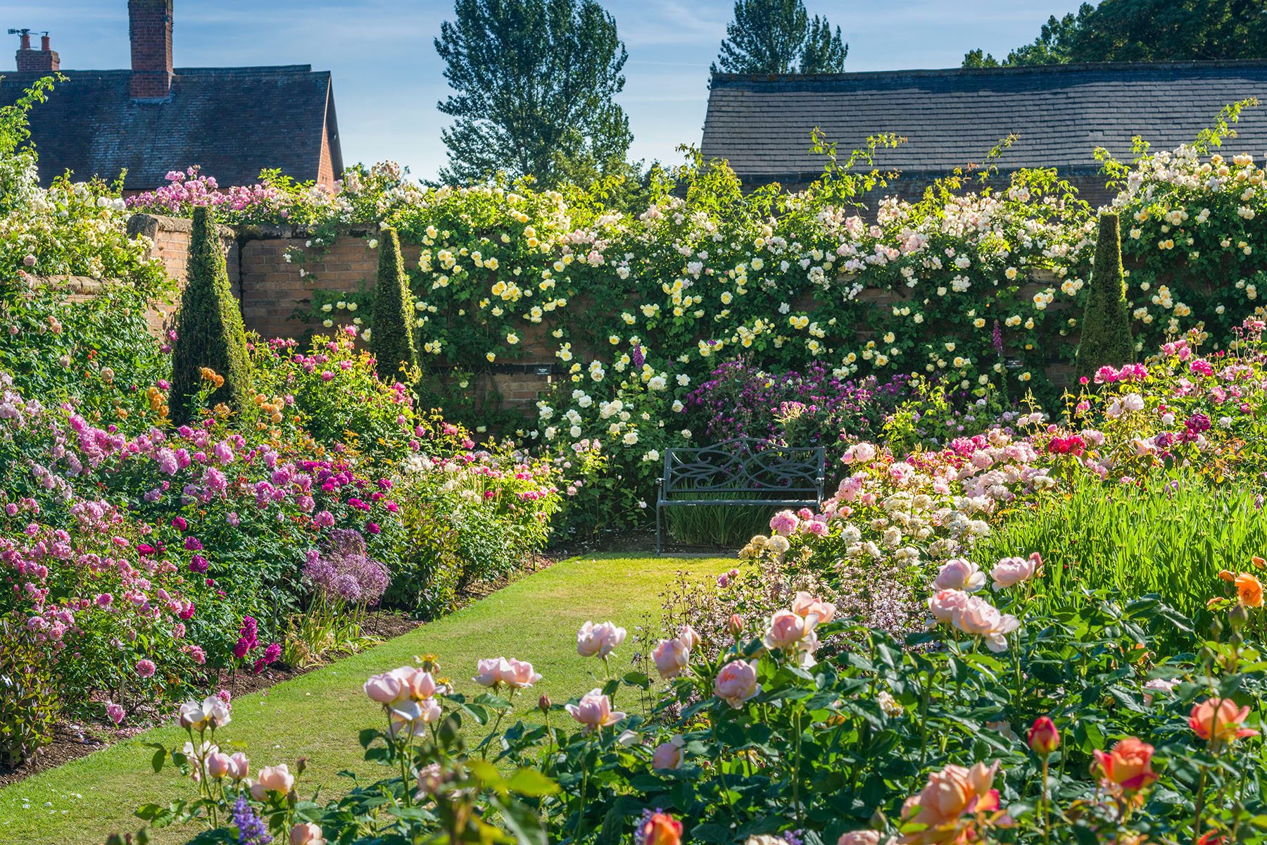 David Austin Roses HQ 