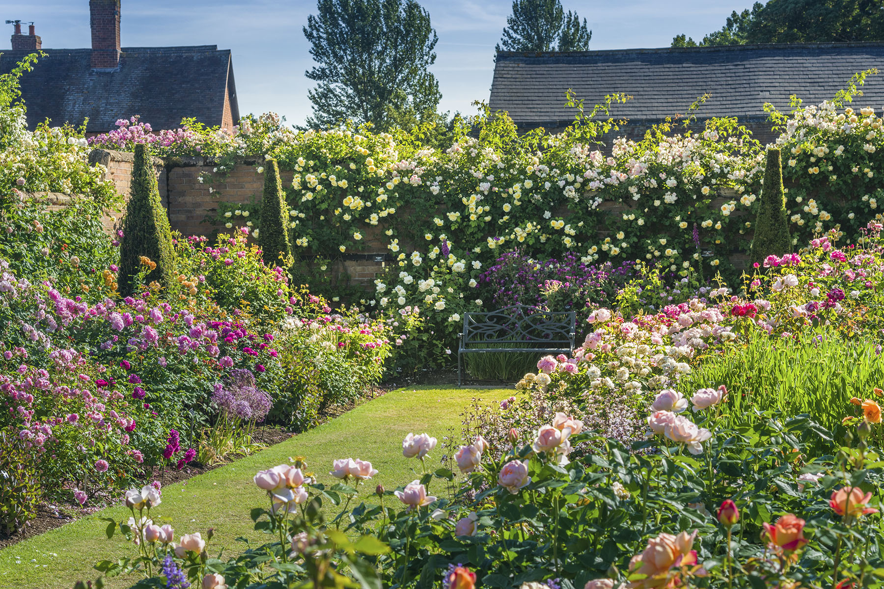 David Austin Roses HQ 