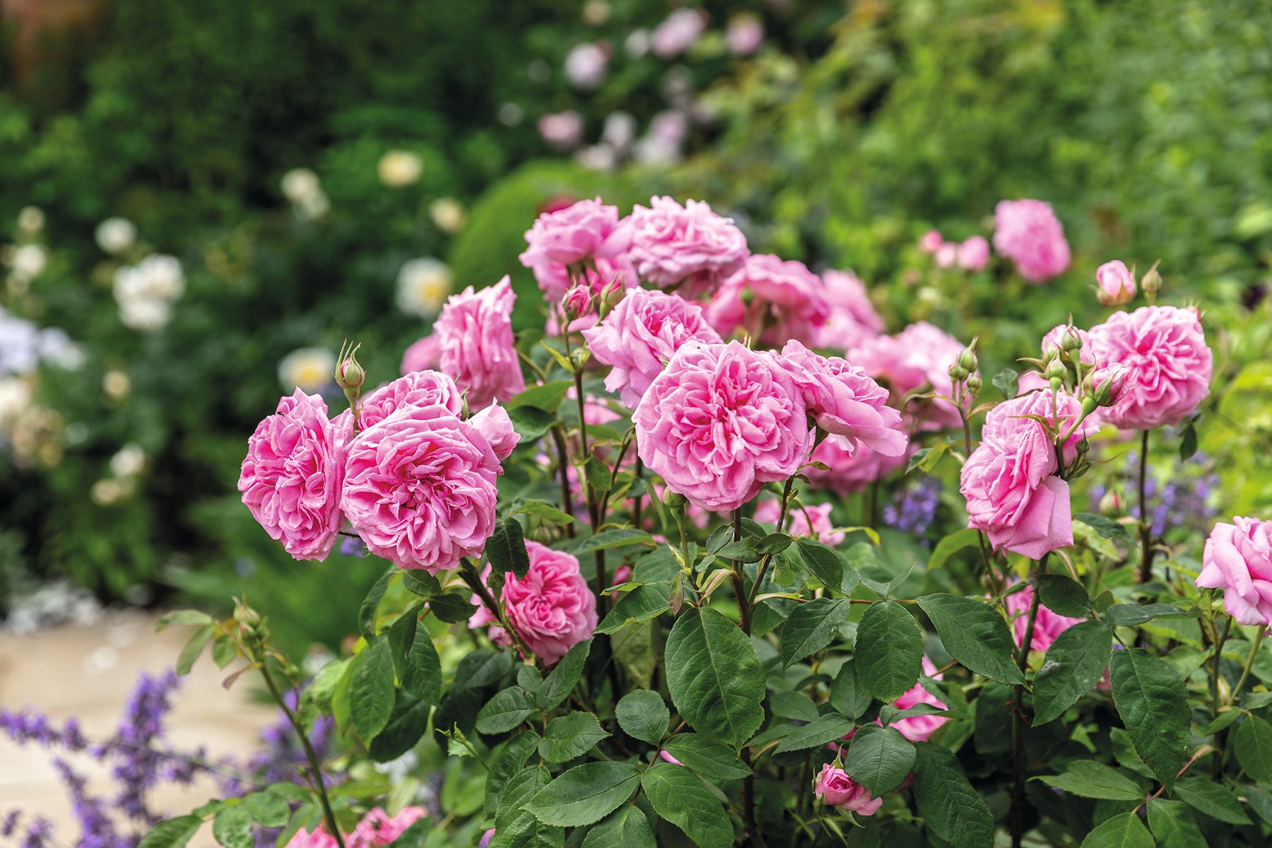Rosa Gertrude Jekyll