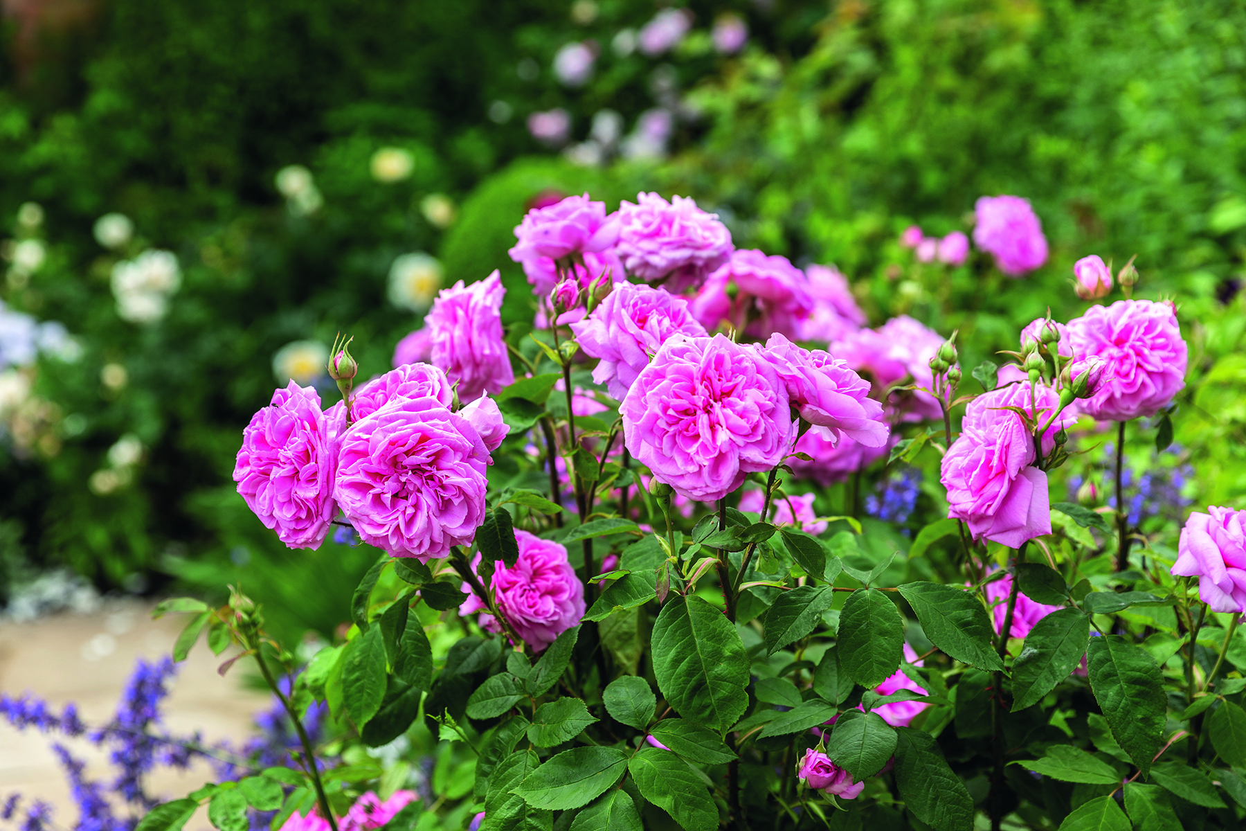 Rosa Gertrude Jekyll
