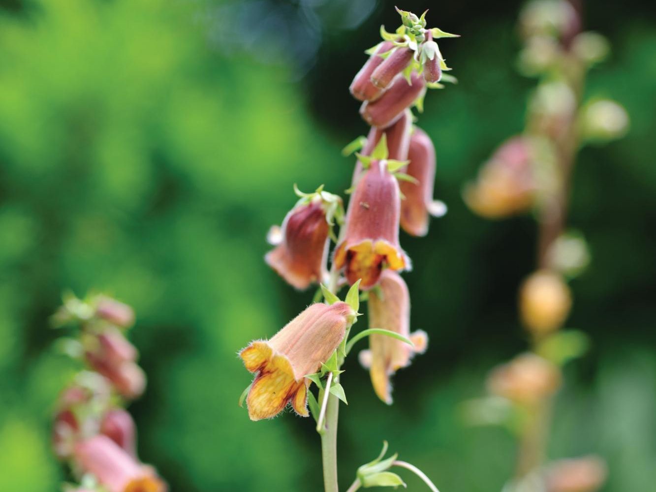 Digitalis obscura