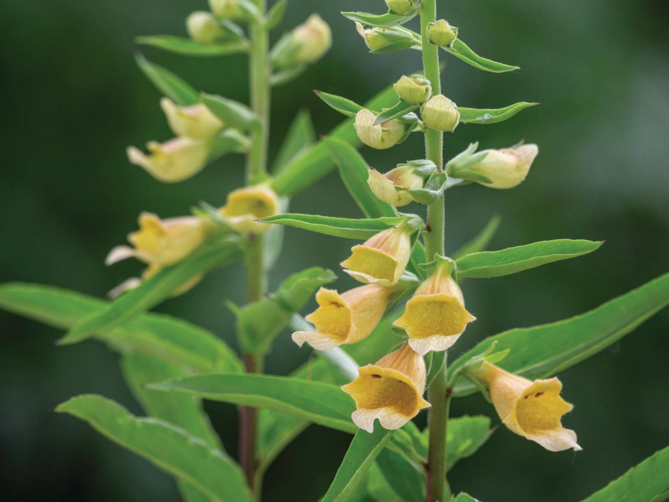 Digitalis ‘Spice Island’