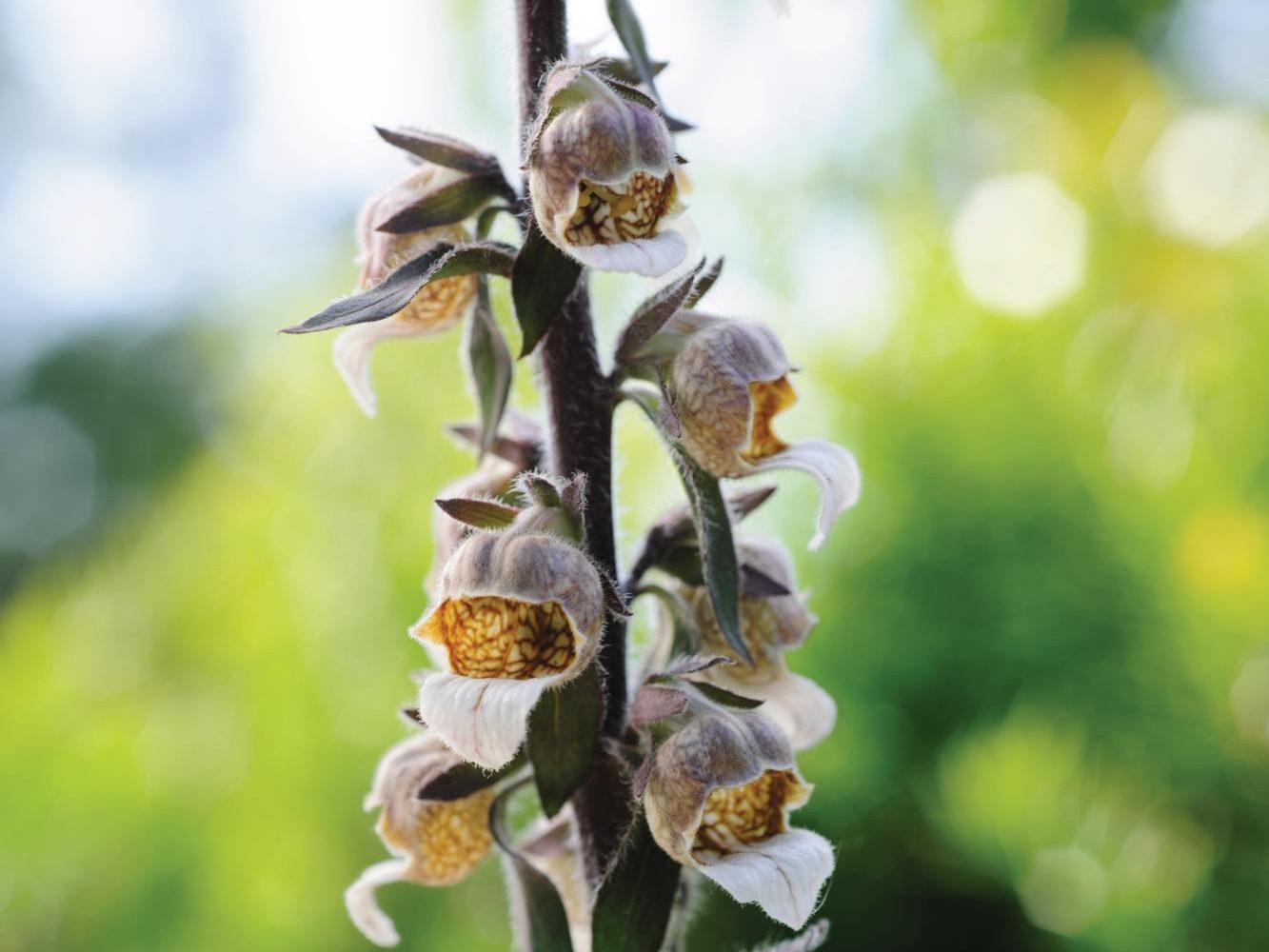 Digitalis lanata