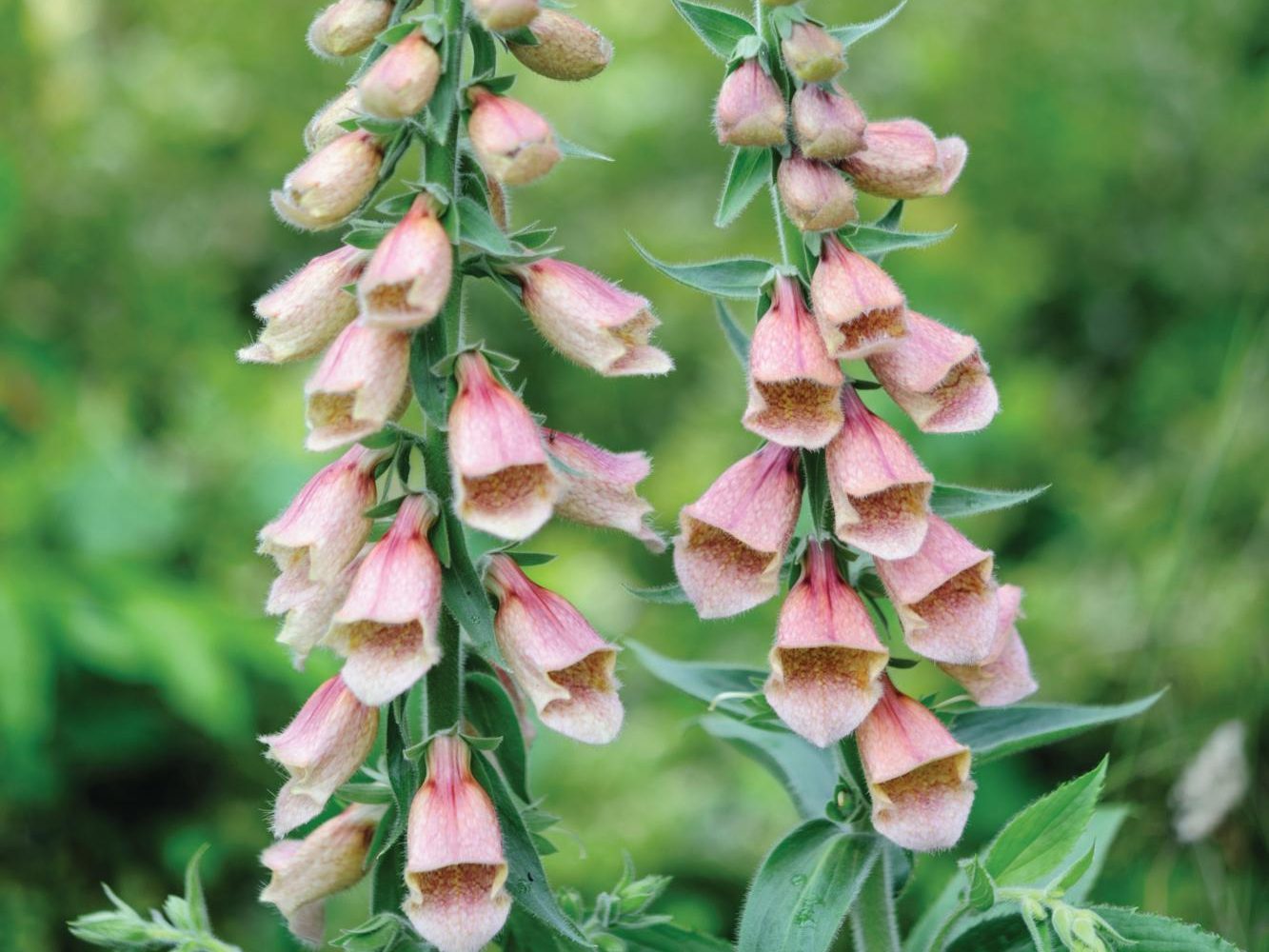 Digitalis ‘Polkadot Polly’