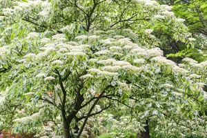 Cornus controversa Variegata Franz Type Cornus controversa Variegata Franz Type