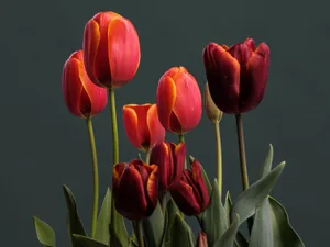 Tulipa 'Ad Rem' & 'Abu Hassan' Tulipa 'Ad Rem' & 'Abu Hassan'