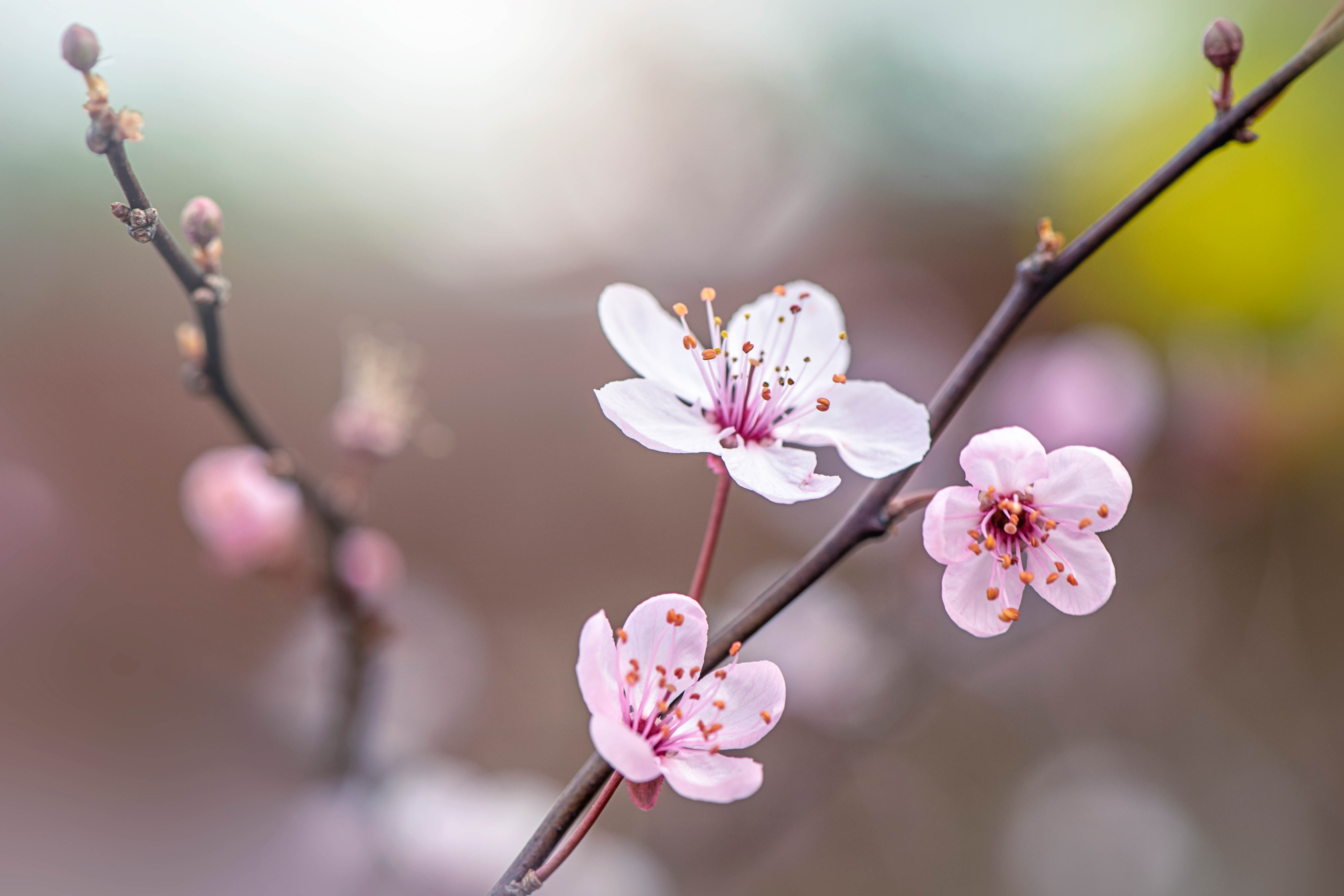 Prunus cerasifera 'Nigra'