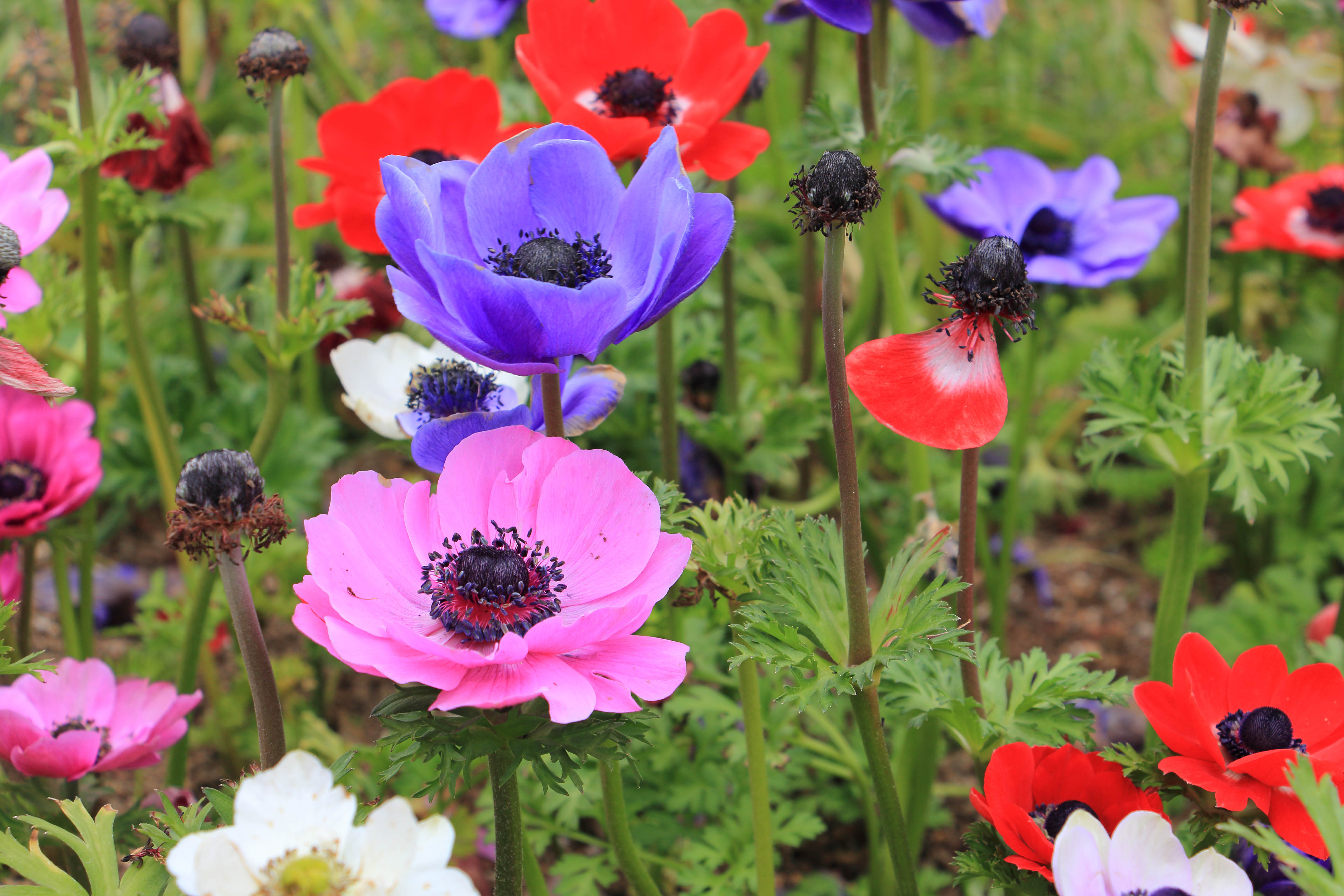 Anemone coronaria
