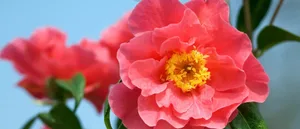 Camellia 'Francie L' Camellia 'Francie L' against a blue sky