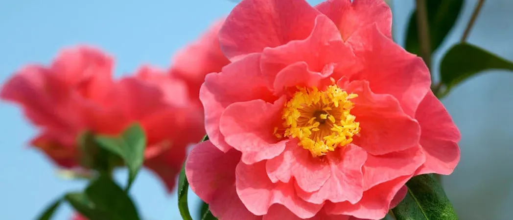 Camellia 'Francie L' Camellia 'Francie L' against a blue sky