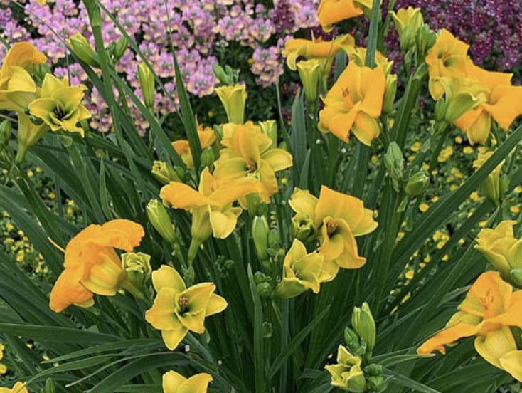 Hemerocallis SEE YOU TOMORROW ('Huheo1')
