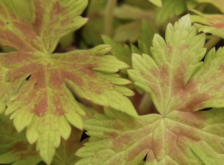 Geranium x oxonianum GOLD NUGGET ('Hillier')
