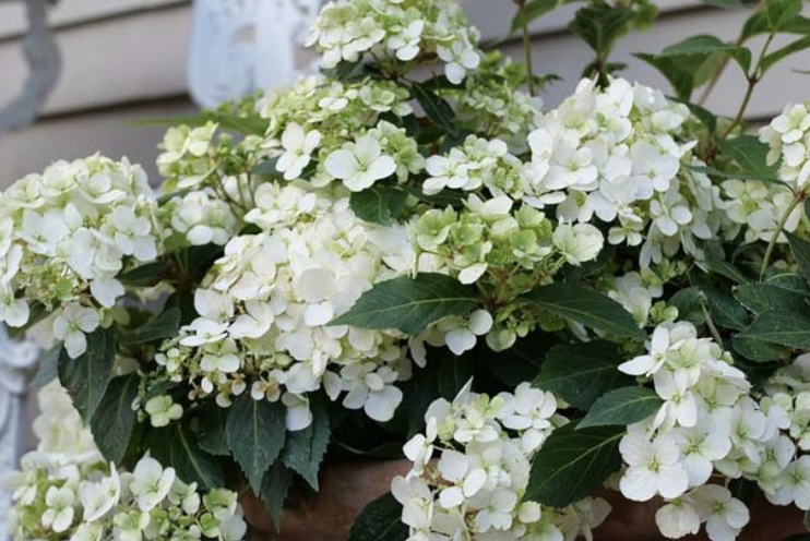 Hydrangea FAIRYTRAIL WHITE ('Wnhydfbvywmh') (Fairytrail Series)