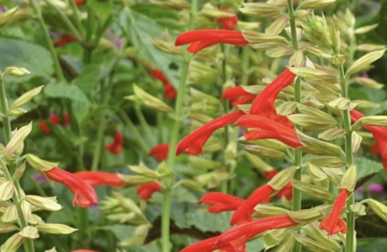 Salvia TROPICOLOUR SUNRISE (‘Tropog021’) (Tropicolour Series)