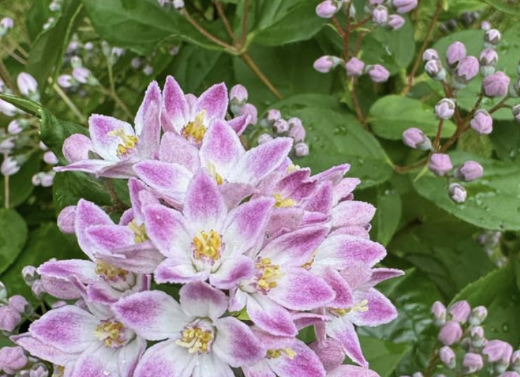Deutzia PRETTISTARS PINK CLOUD ('Botex 015')