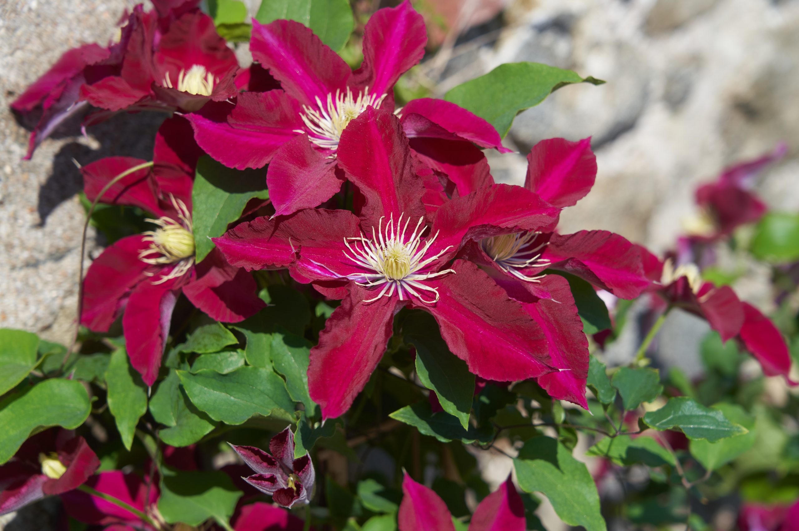 Clematis ELPIS (Evigsy154)
