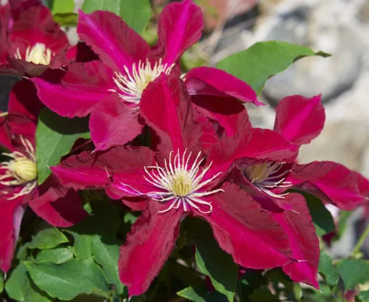 Clematis ELPIS (Evigsy154) Clematis ELPIS (Evigsy154)