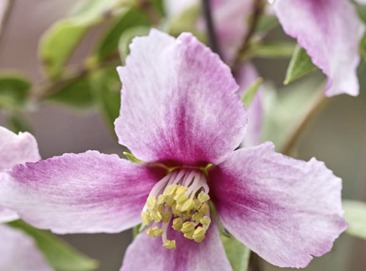 Philadelphus PETITE PERFUME PINK ('P1')