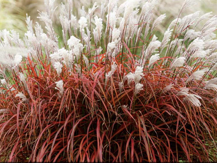 Miscanthus sinensis 'Lady in Red'