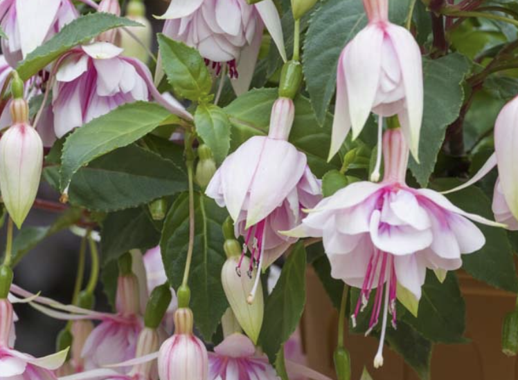 Fuchsia MAMBO 'Kerfumam' (Patio Dancers Series)