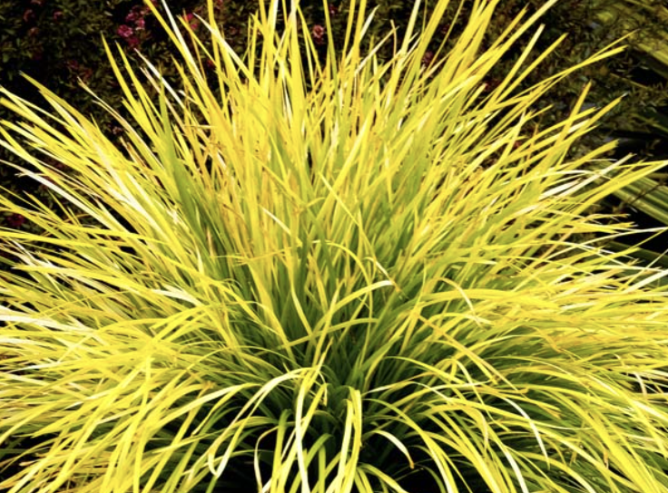 Lomandra longifolia MINER'S GOLD (Km-mg24')