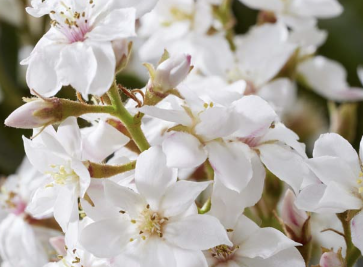 Rhaphiolepis indica 'White Cloud'