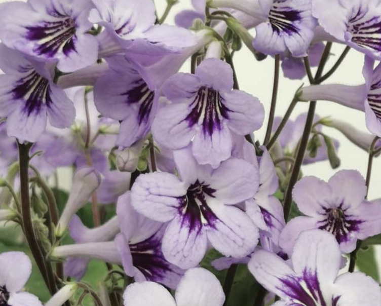 Streptocarpus 'Betty'