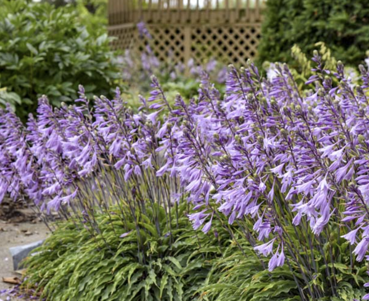 Hosta 'Silly String'
