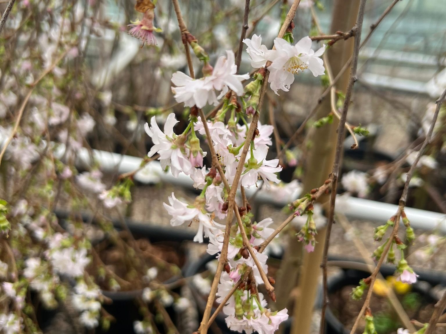 Prunus CRYSTAL FALLS