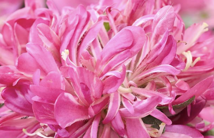 Rhododendron molle subsp japonicum PINK STAR ('Mapo 2')