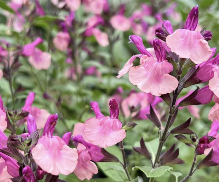 Salvia 'Peach Melba'