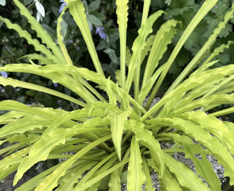 Hosta 'Party Streamers'